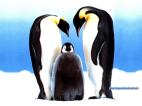Haber | Gay penguen hetero oldu, ABD’li escinseller yikildi